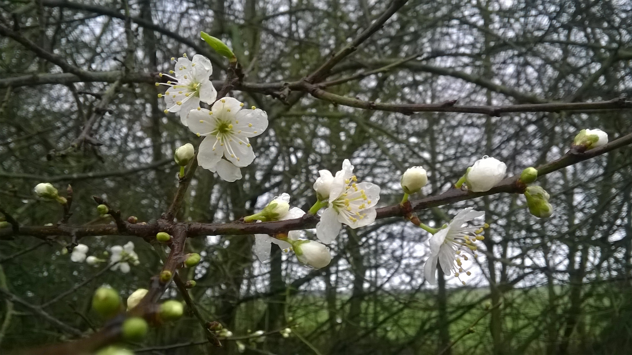 WP_20160105_10_30_14_Pro[1]