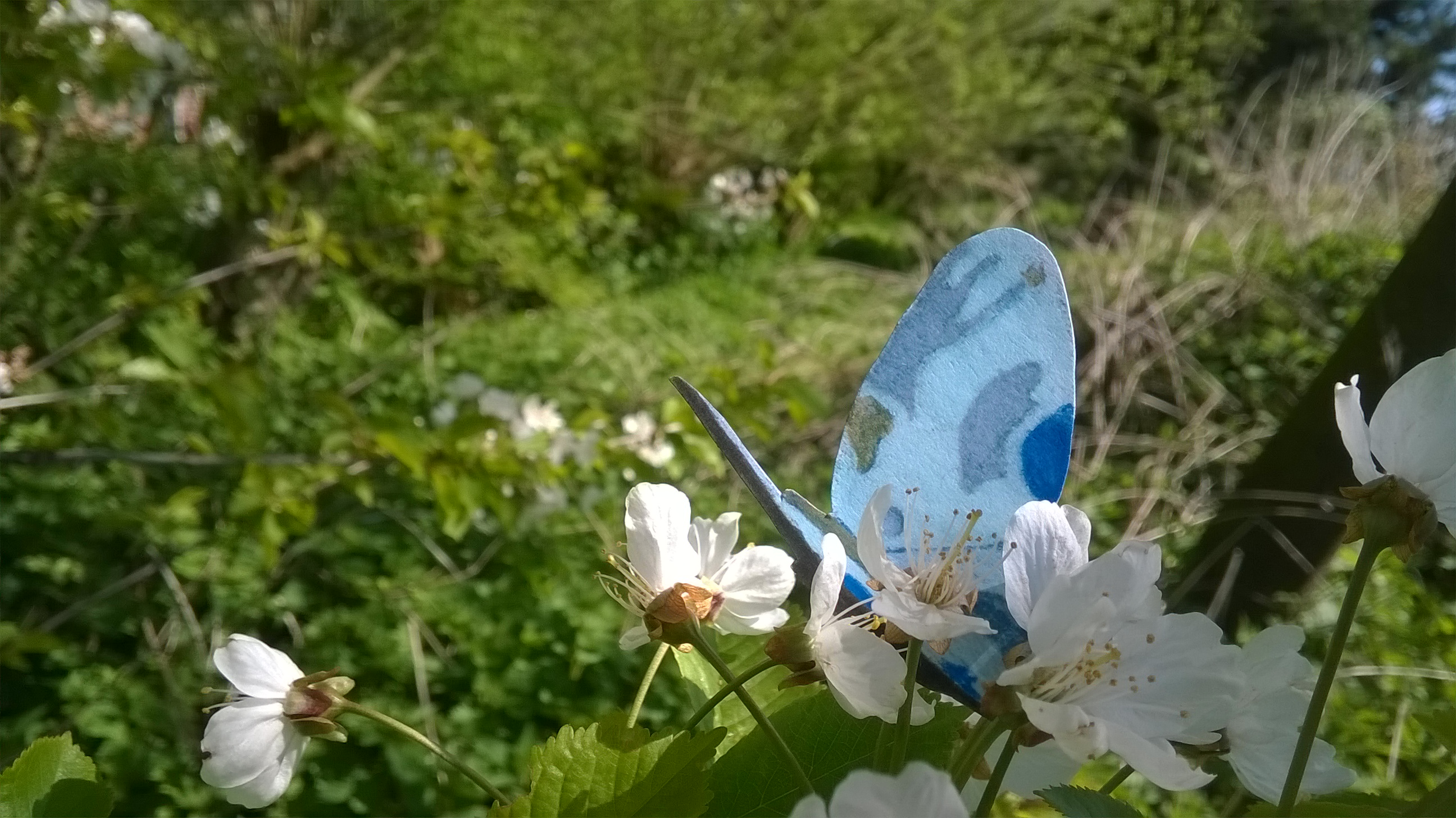 WP_20170418_10_53_46_Pro