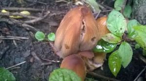 WP_20171001_14_14_35_Pro