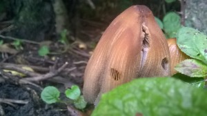 WP_20171001_14_14_39_Pro