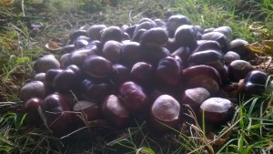 WP_20171014_12_31_14_Pro