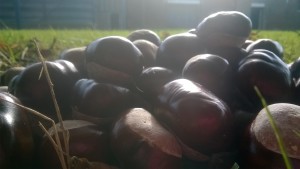 WP_20171014_12_31_19_Pro