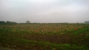 WP_20171015_09_38_15_Pro