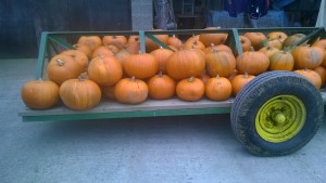 WP_20171015_12_41_53_Pro