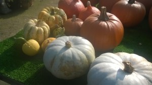 WP_20171015_12_56_50_Pro