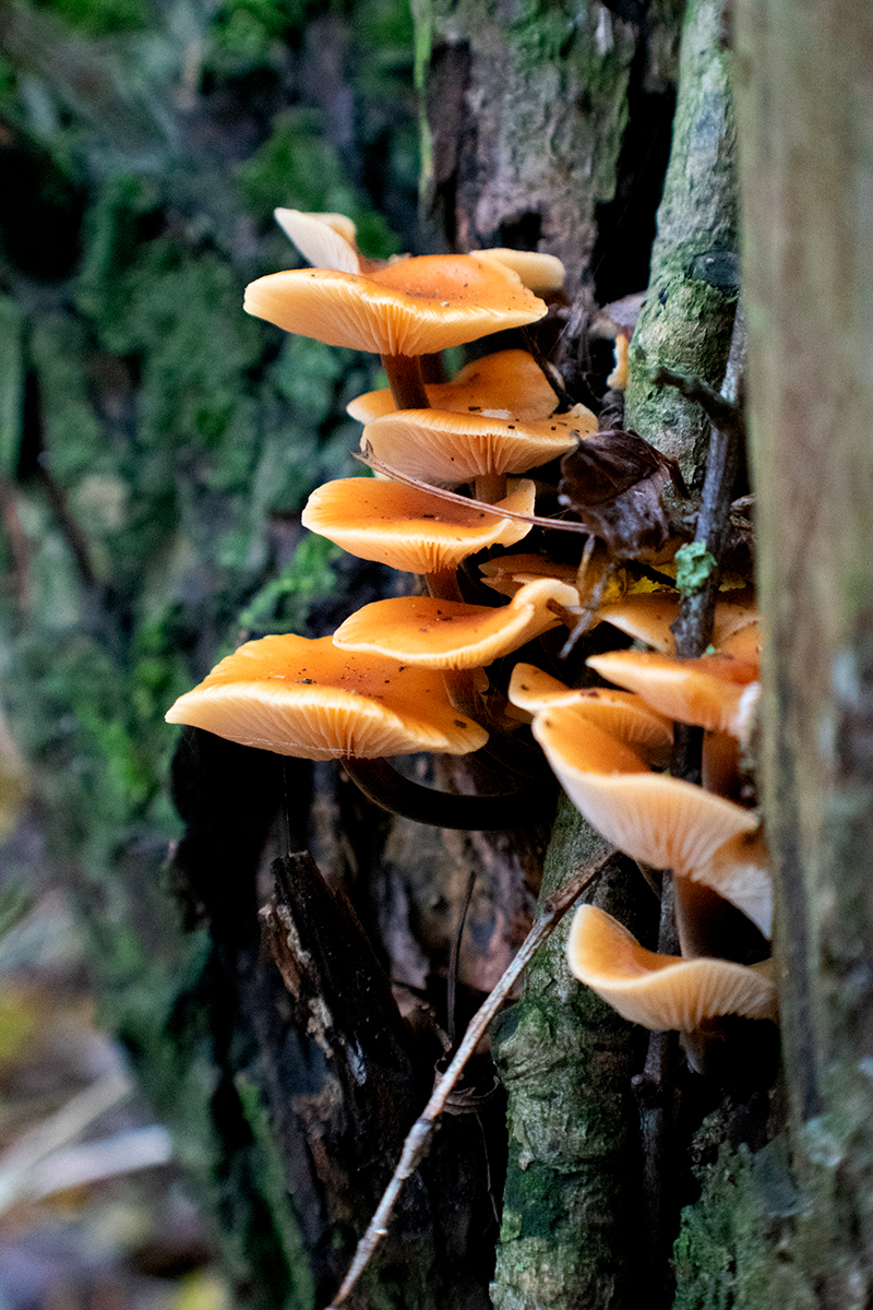 Taken on a Nikon D3500 with a 0.43x 55mm Macro lense. Exposure 1/160 sec f/5.6 ISO 6400