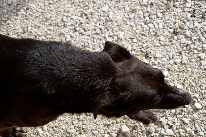 Taken on a Nikon D3500 with a 18.0 - 55.0mm lens. Exposure 1/1250sec f/5.6 ISO 560