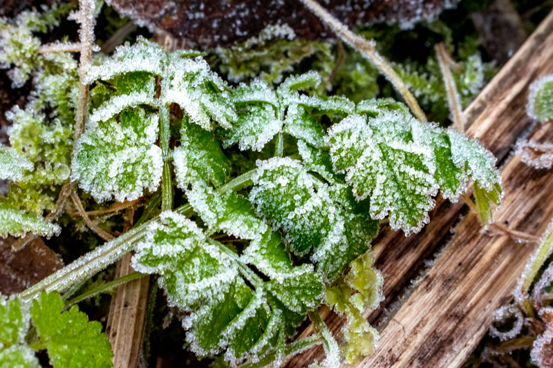 Taken on a Nikon D3500 with an 18.0 - 55.0mm lens. Focal Length 55.00mm Exposure 1/80sec f/22 ISO 3200