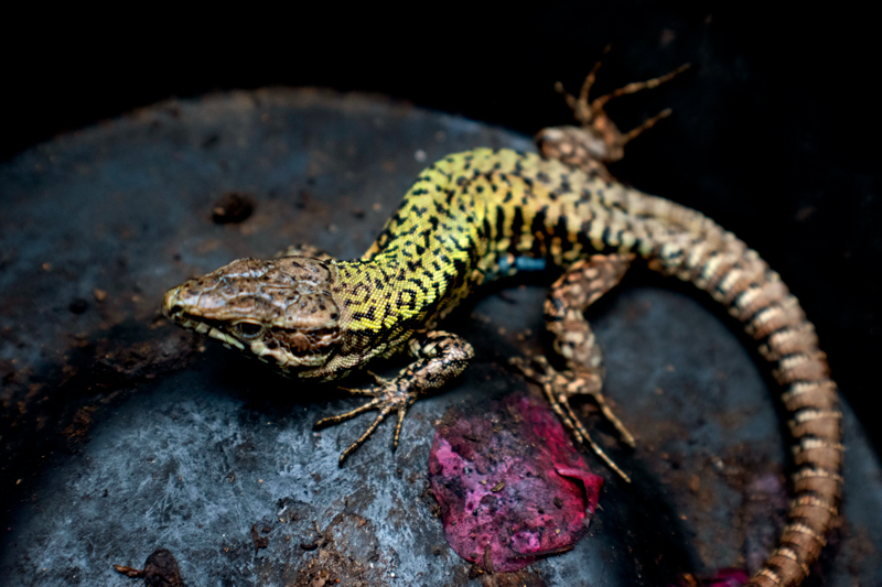 Taken on a Nikon D3500 with an 18.0 - 55.0mm lens. Focal Length 55.00mm Exposure 1/200sec f/5.6 ISO 1000