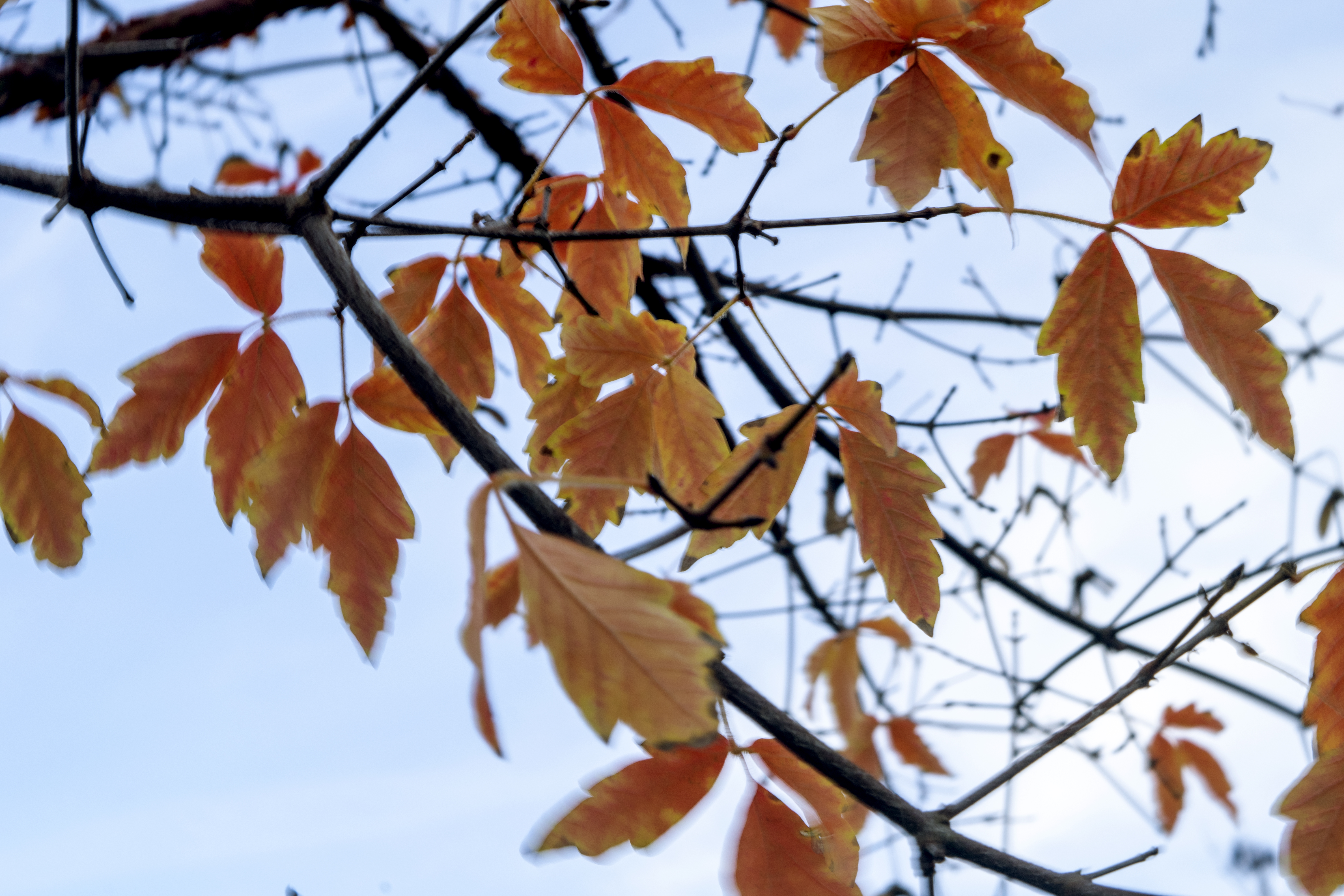 Taken on a Nikon D3500 with an 18.0 - 55.0mm lens. Focal Length 55.00mm Exposure 1/10sec f/22 ISO 100
